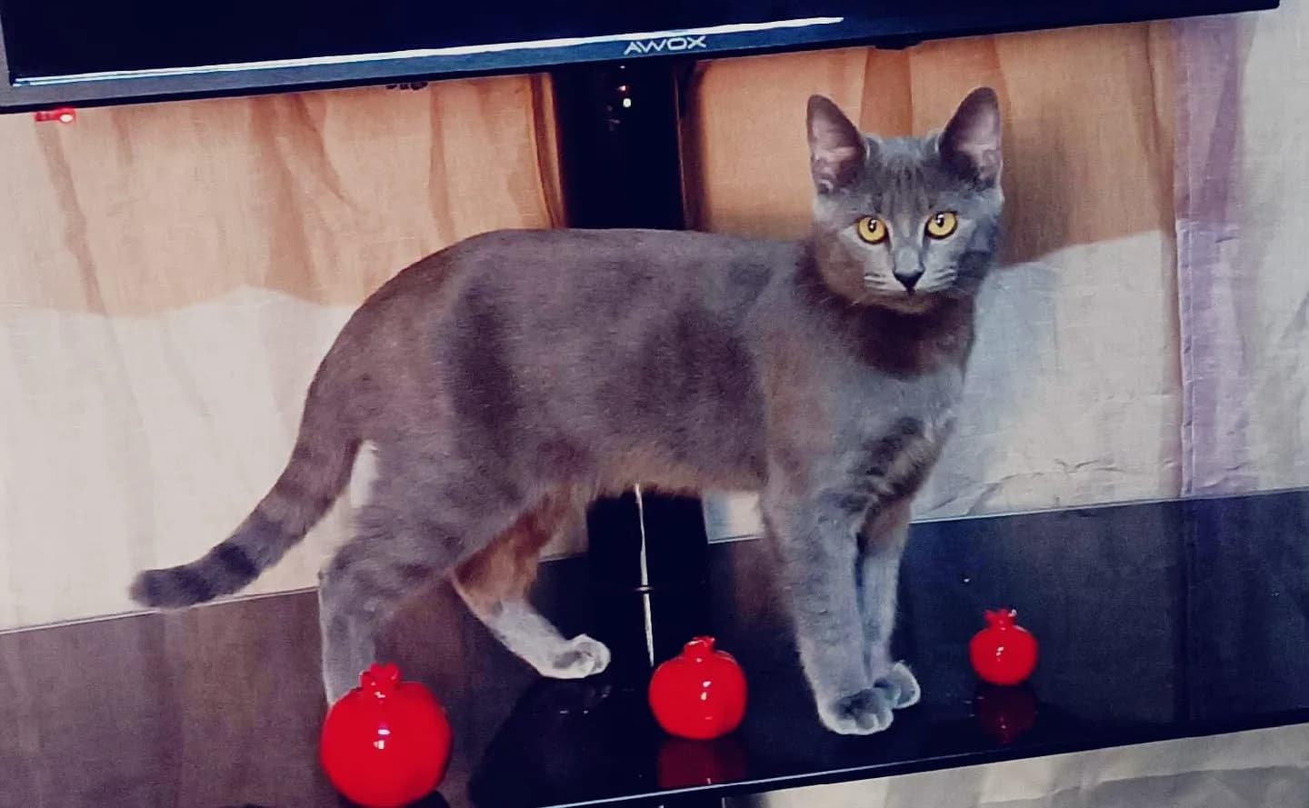 Ömürlük Ailesini Arayan Sevgi Yumağı: (Müezza)’ ve Yavrularına Yuva Arıyoruz! 🐈✨