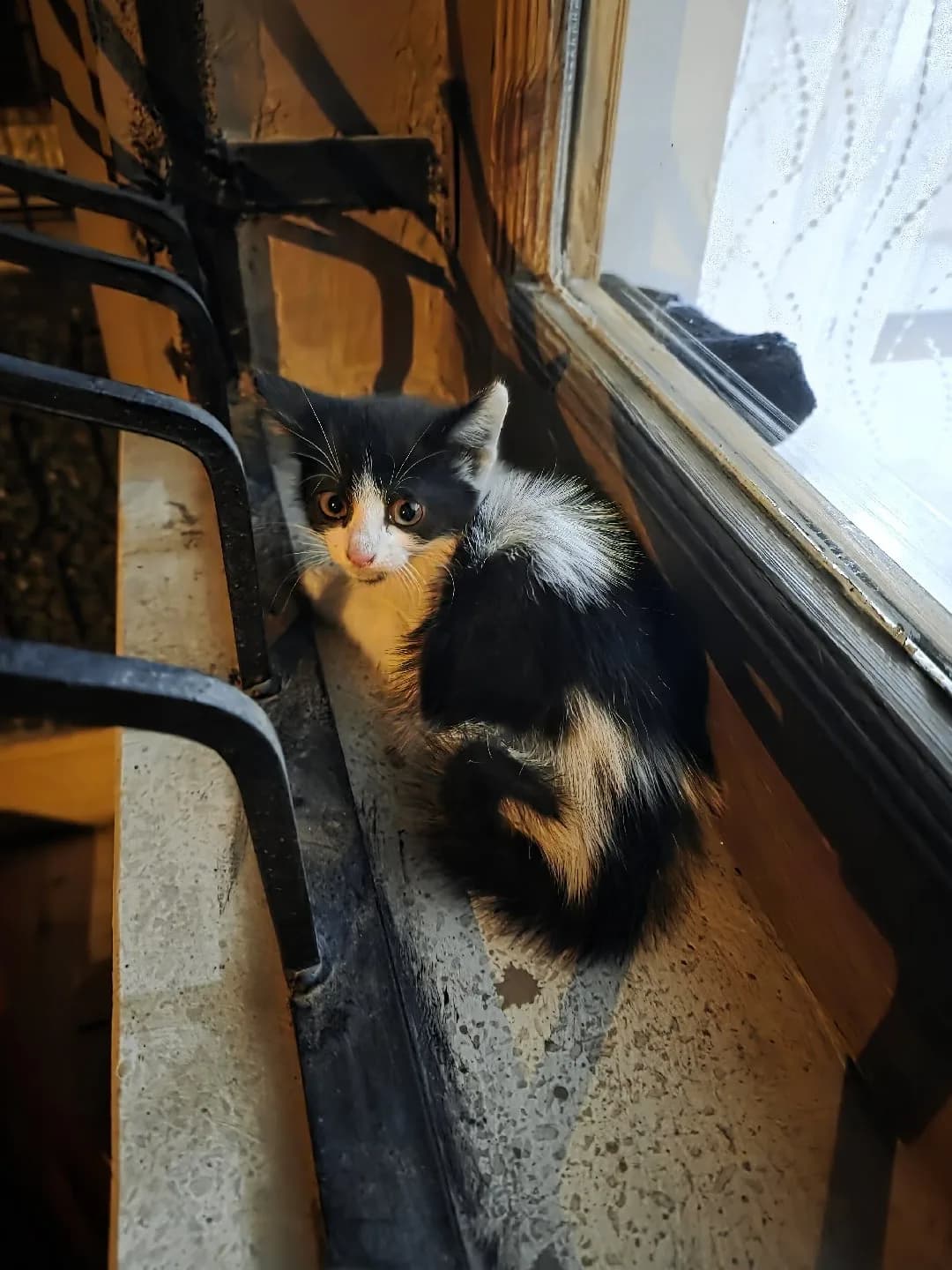 Smokin Annesiz yavru kedi