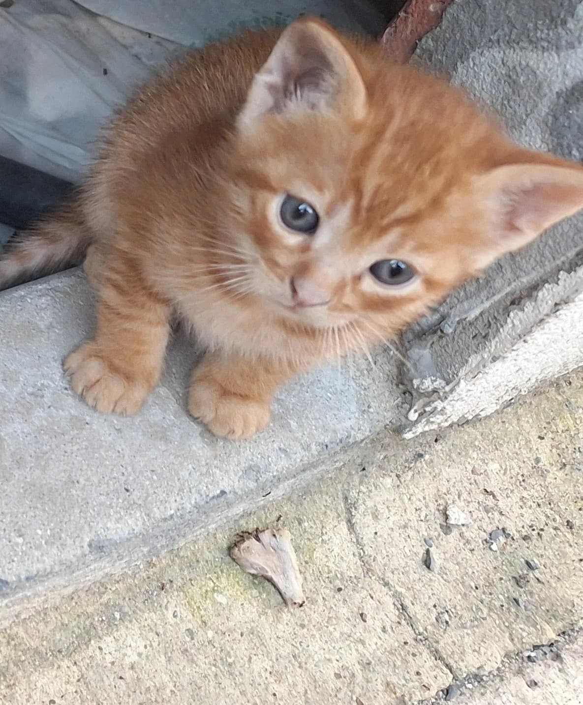 Sıcak bir yuva arayan minik patiler