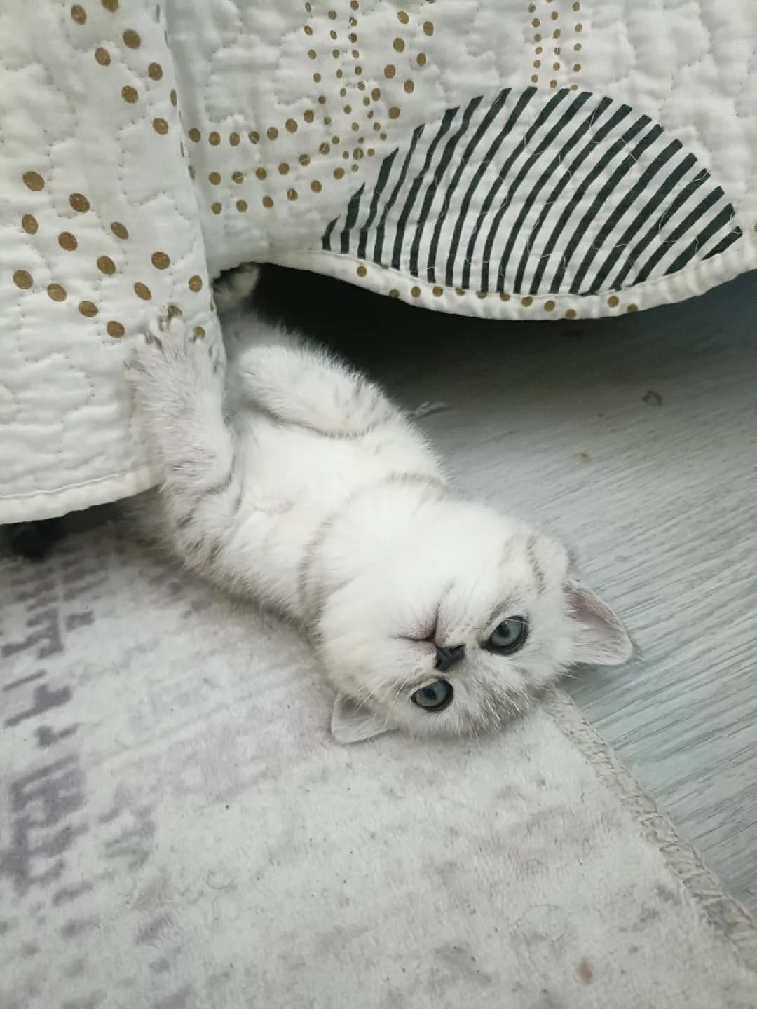 prensesler ev arıyor