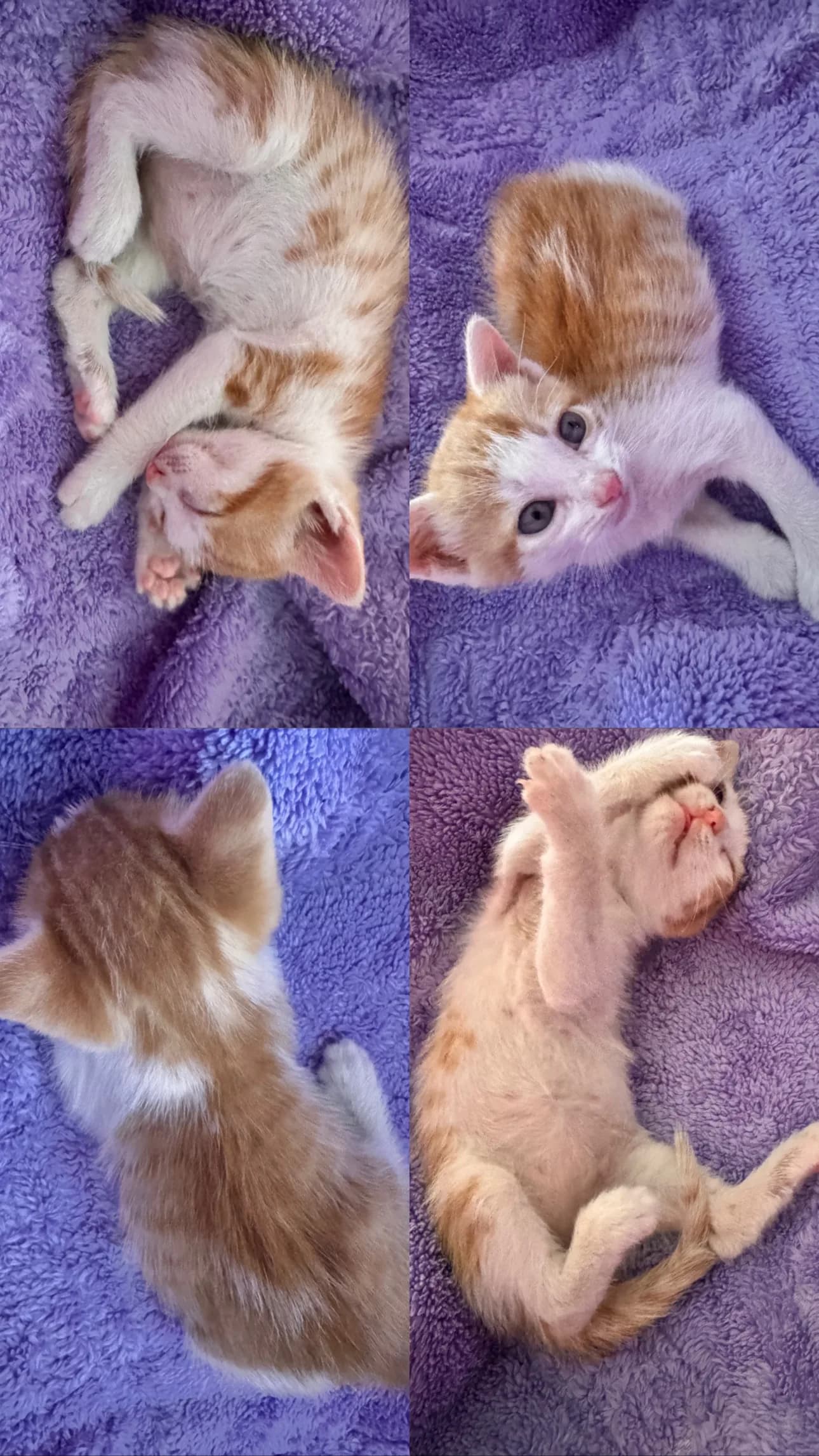 Tarçın yuva arıyor🥲