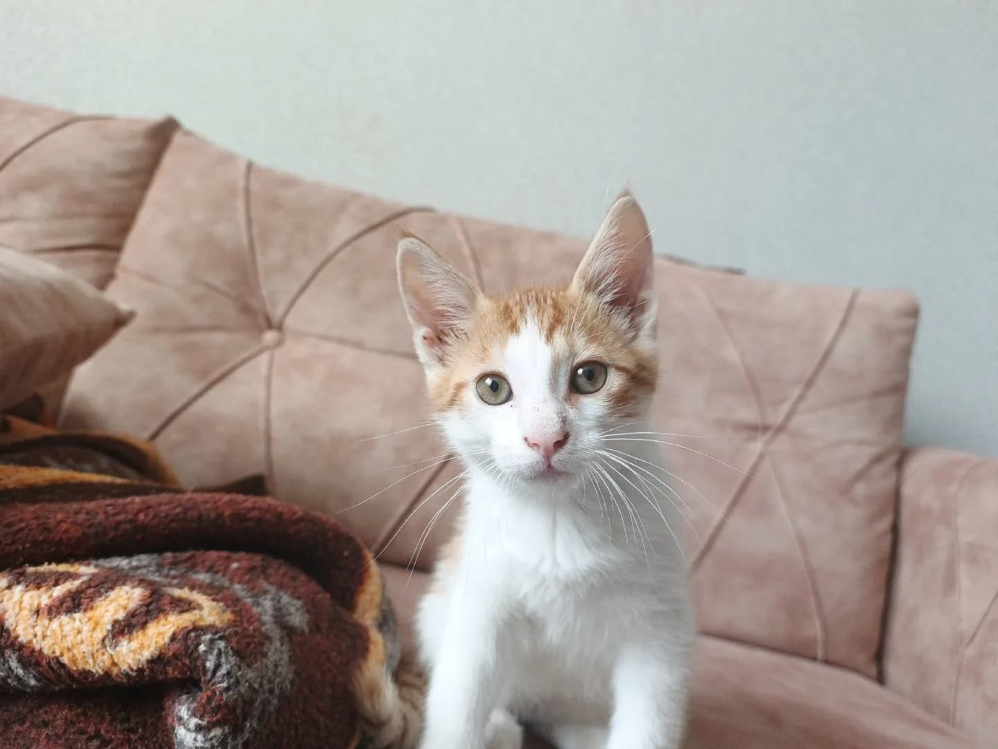 Kedi sahiplendirme