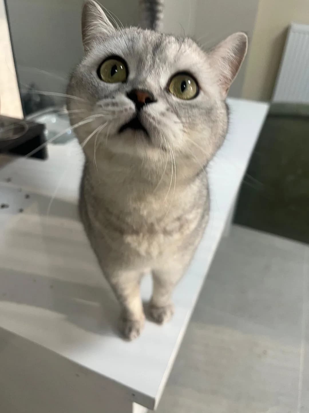 Acil Yuva Aranıyor
