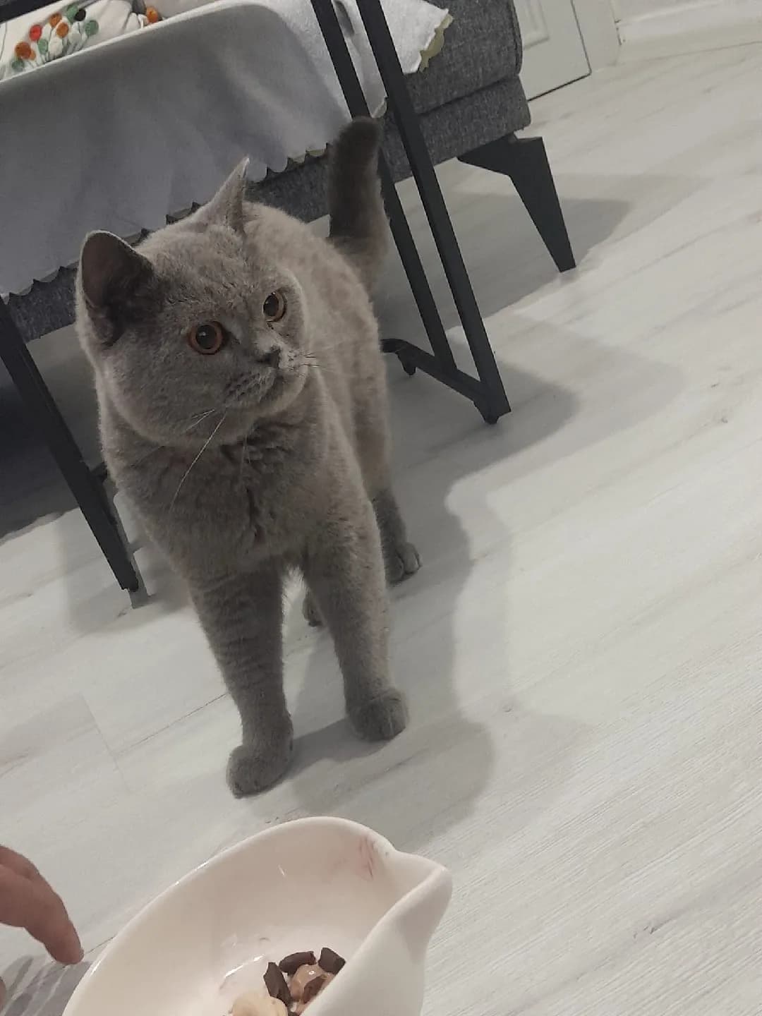 Acil ücretsiz yuva