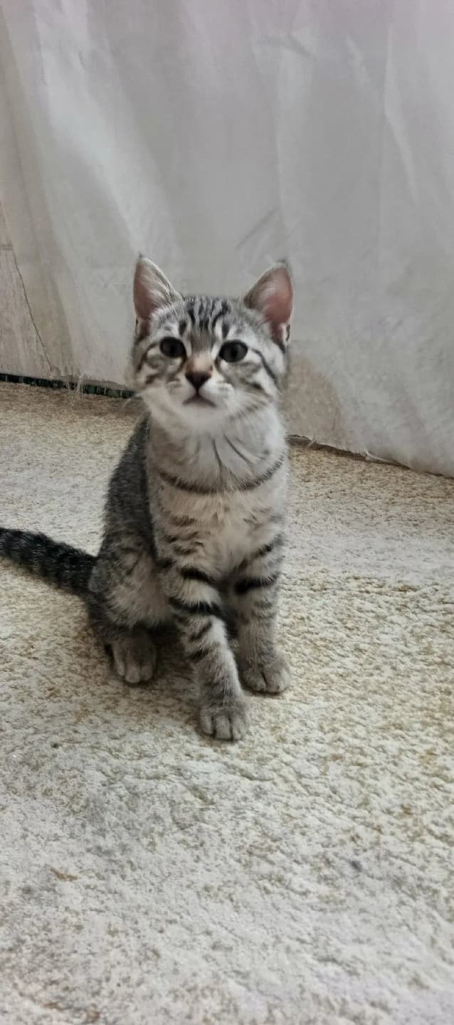yavru kardeş kediler