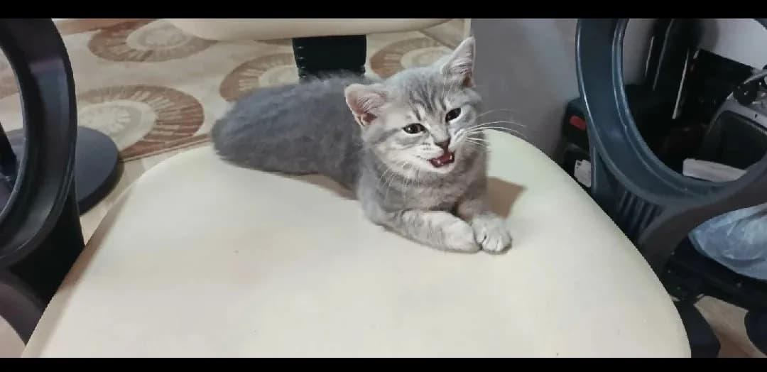 yavru kardeş kediler
