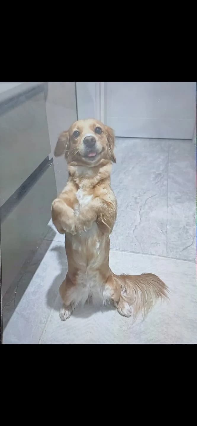 Cocker spaniel kızım ceku