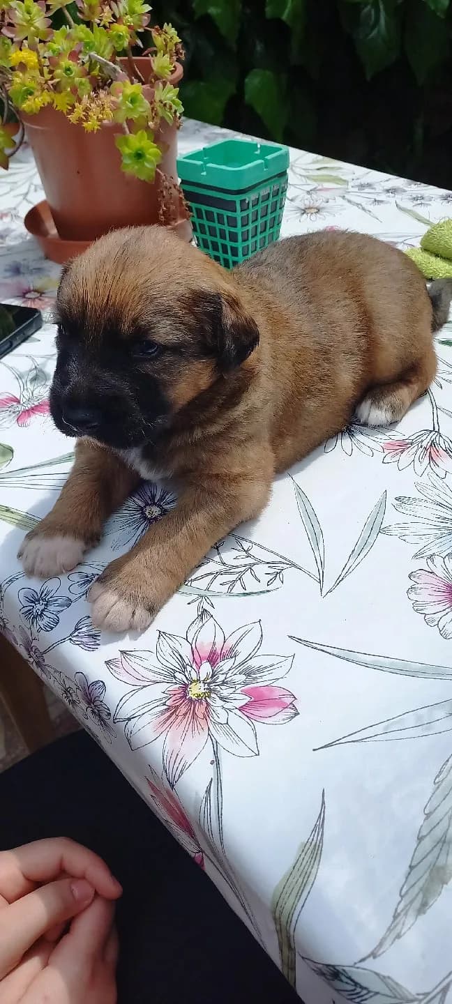 Kangal yavru köpeğim