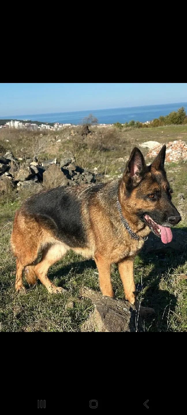 7 yaşında Alman kurdu köpeğimiz yuva arıyor
