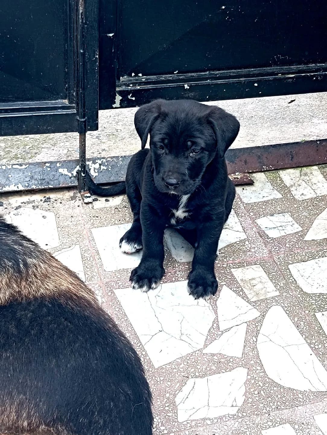 çok tatlı çok enerjik yavru köpegim
