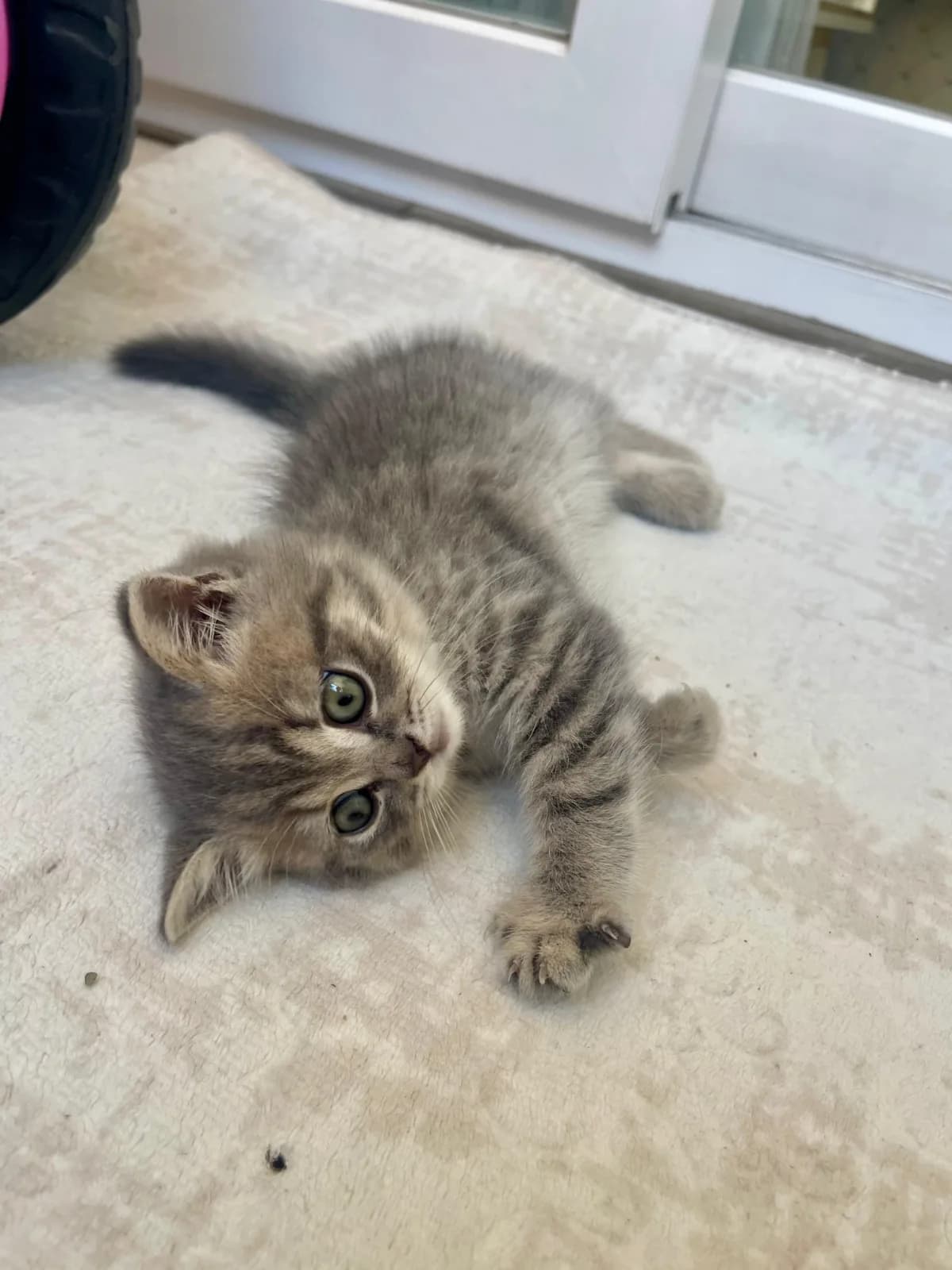 Ayı Suratlı British Shorthair 3 aylık yavru bebeğimiz