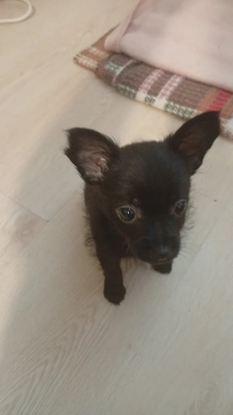 chorkie yavru 4 aylik