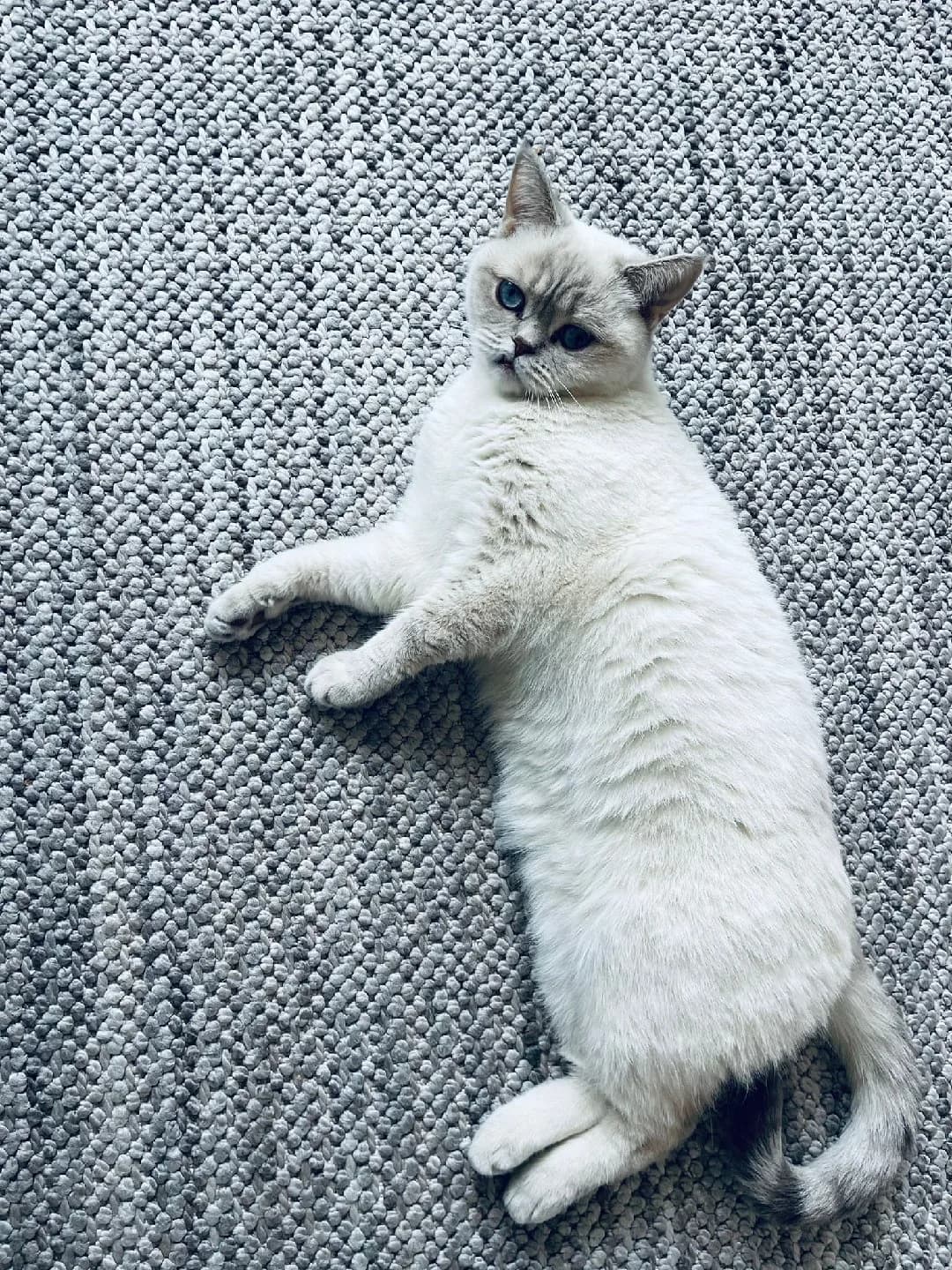 Lokum kedi yeni yuva arıyor