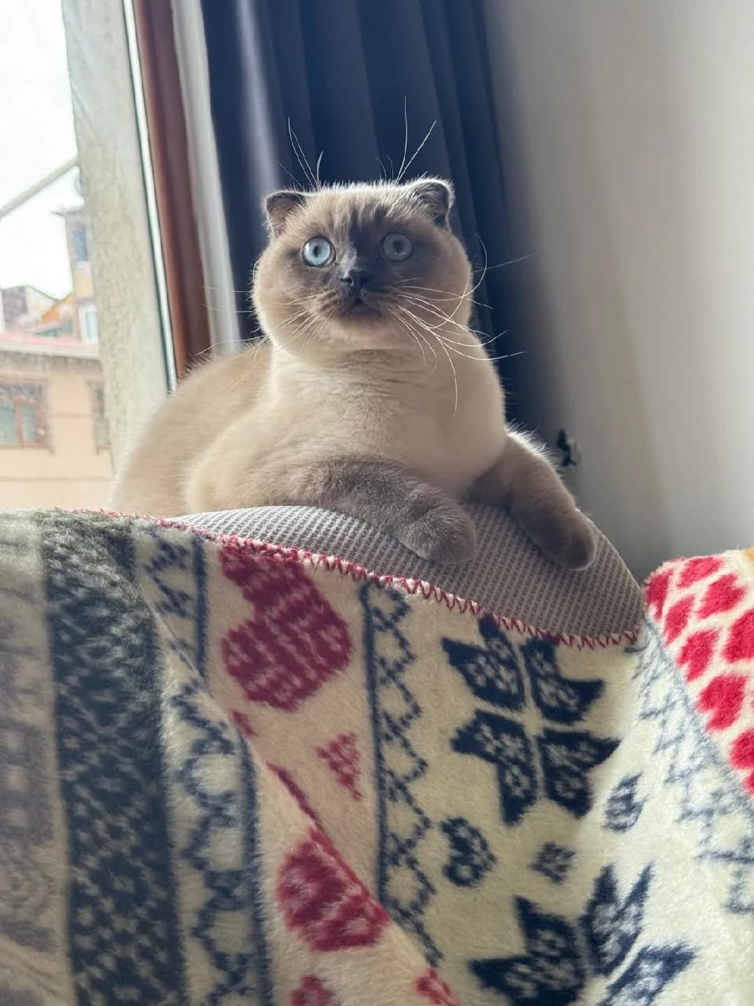 Ücretsiz Cins Kedi Sahiplendirme