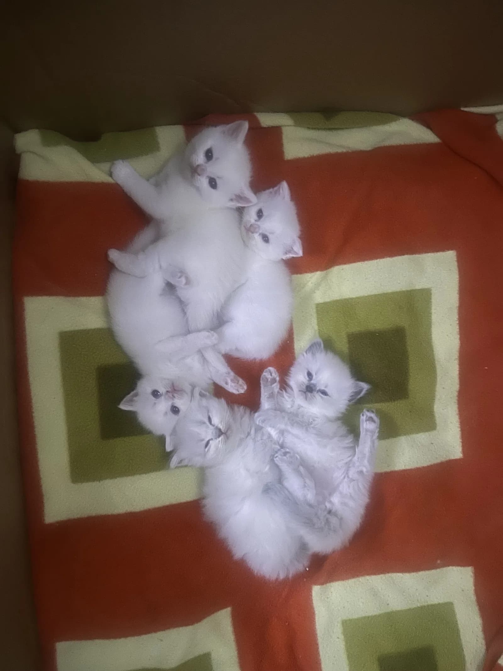 Yuva arıyoruz