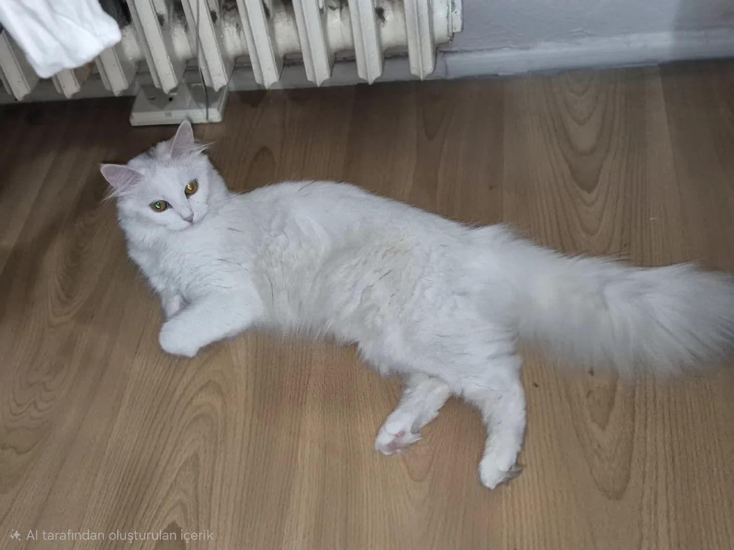 Beyaz Kedi