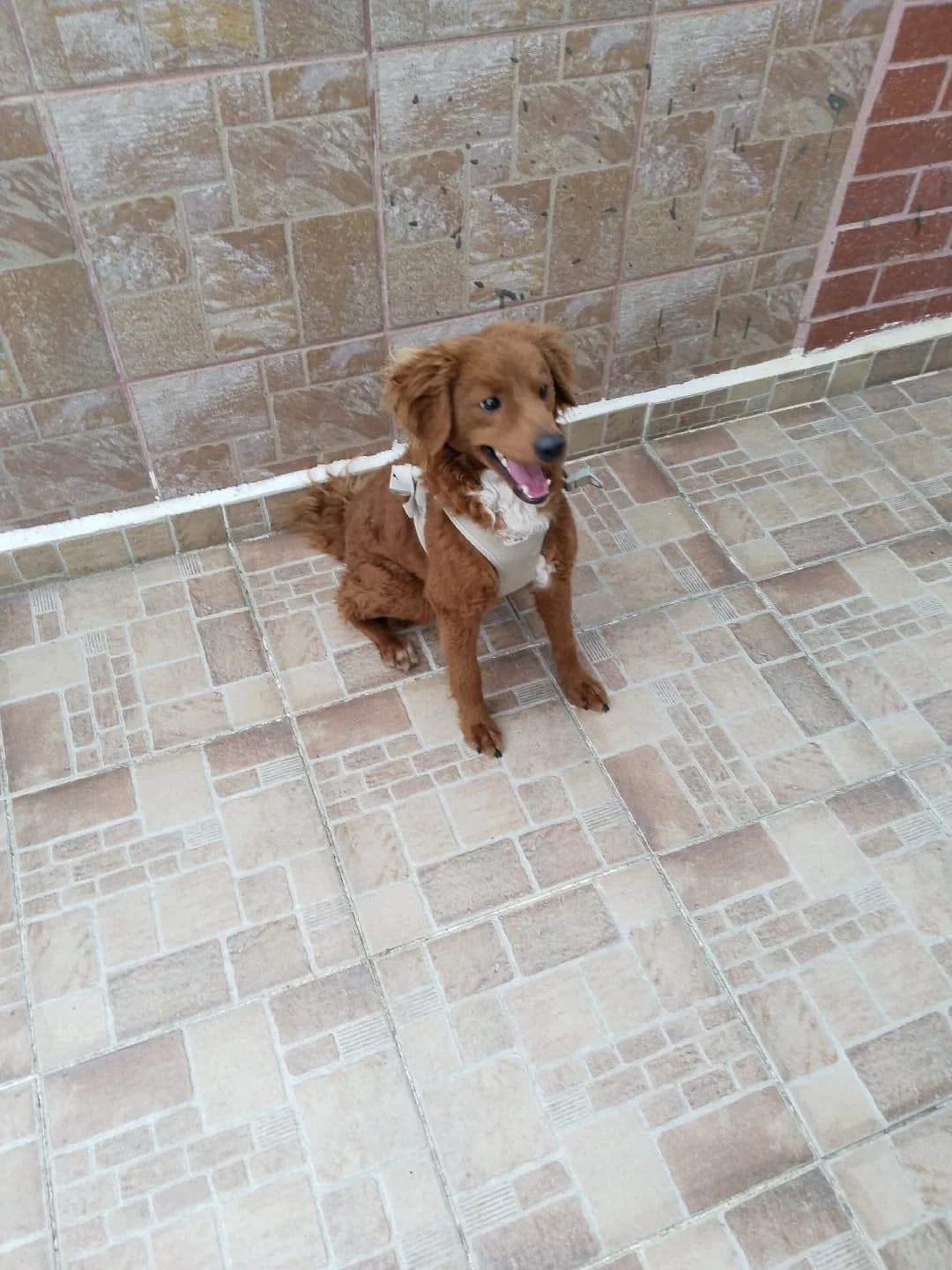 köpek sahiplendirme