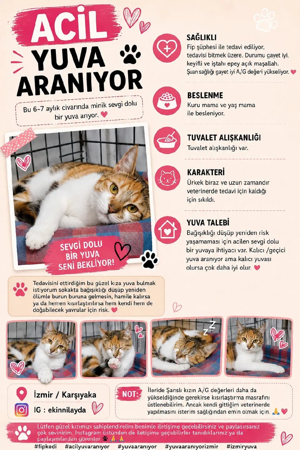 Acil Geçici veya Kalıcı Yuva Aranıyor