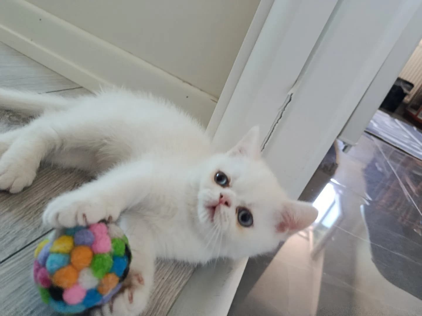 yavru kedi
