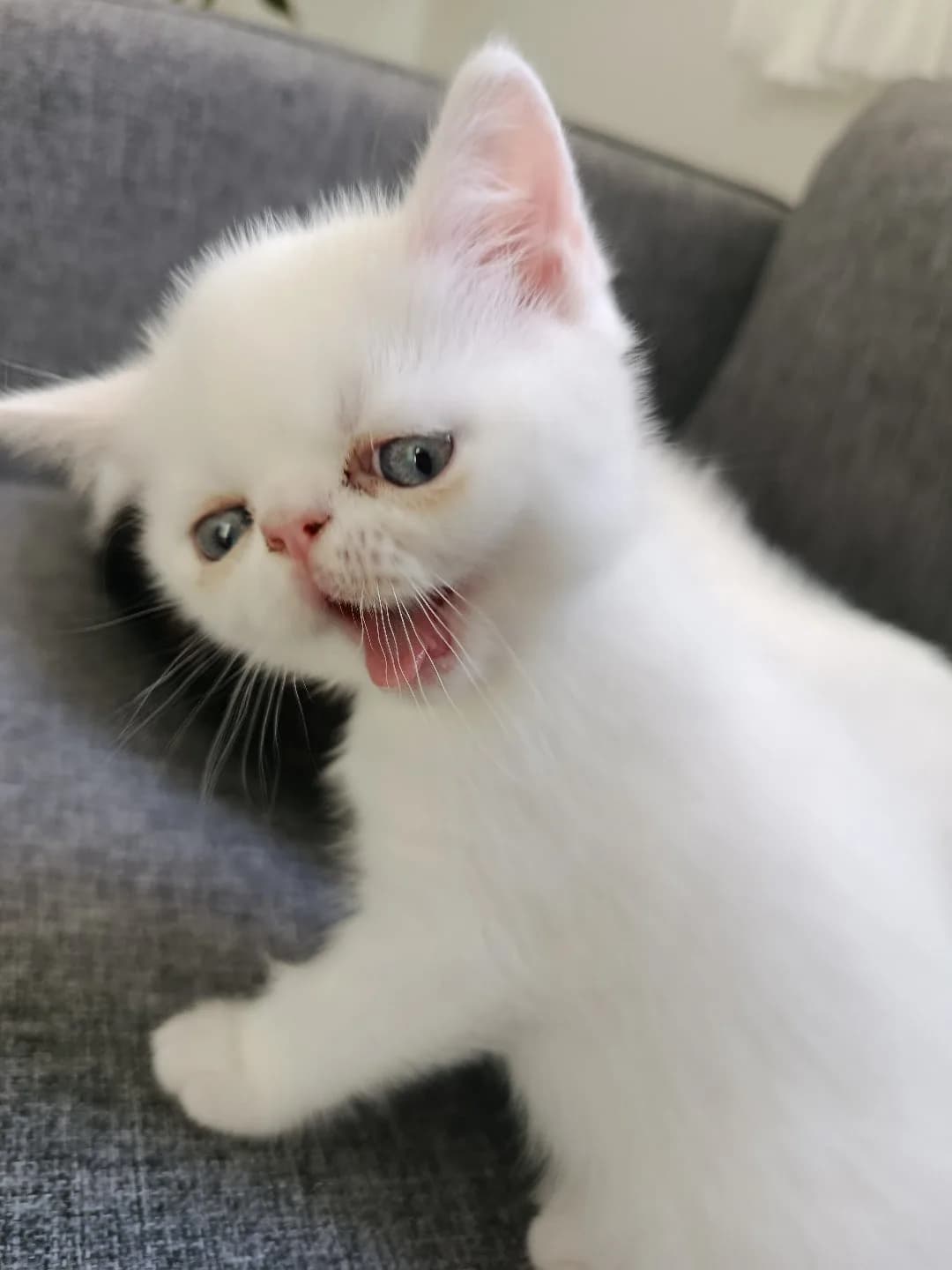 yavru kedi
