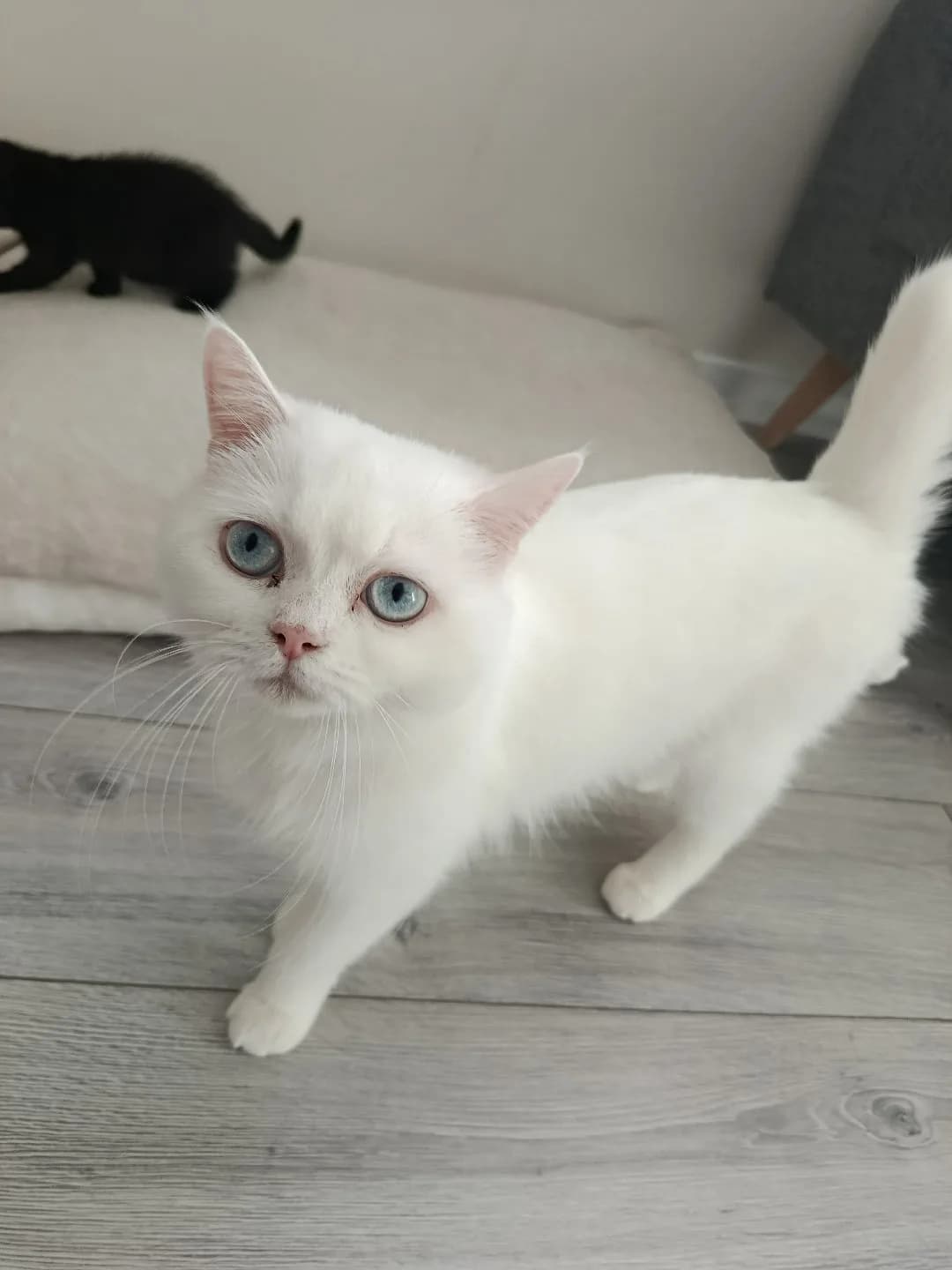 yetişkin kedi