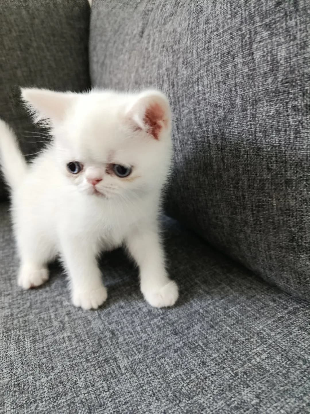 yavru kedi