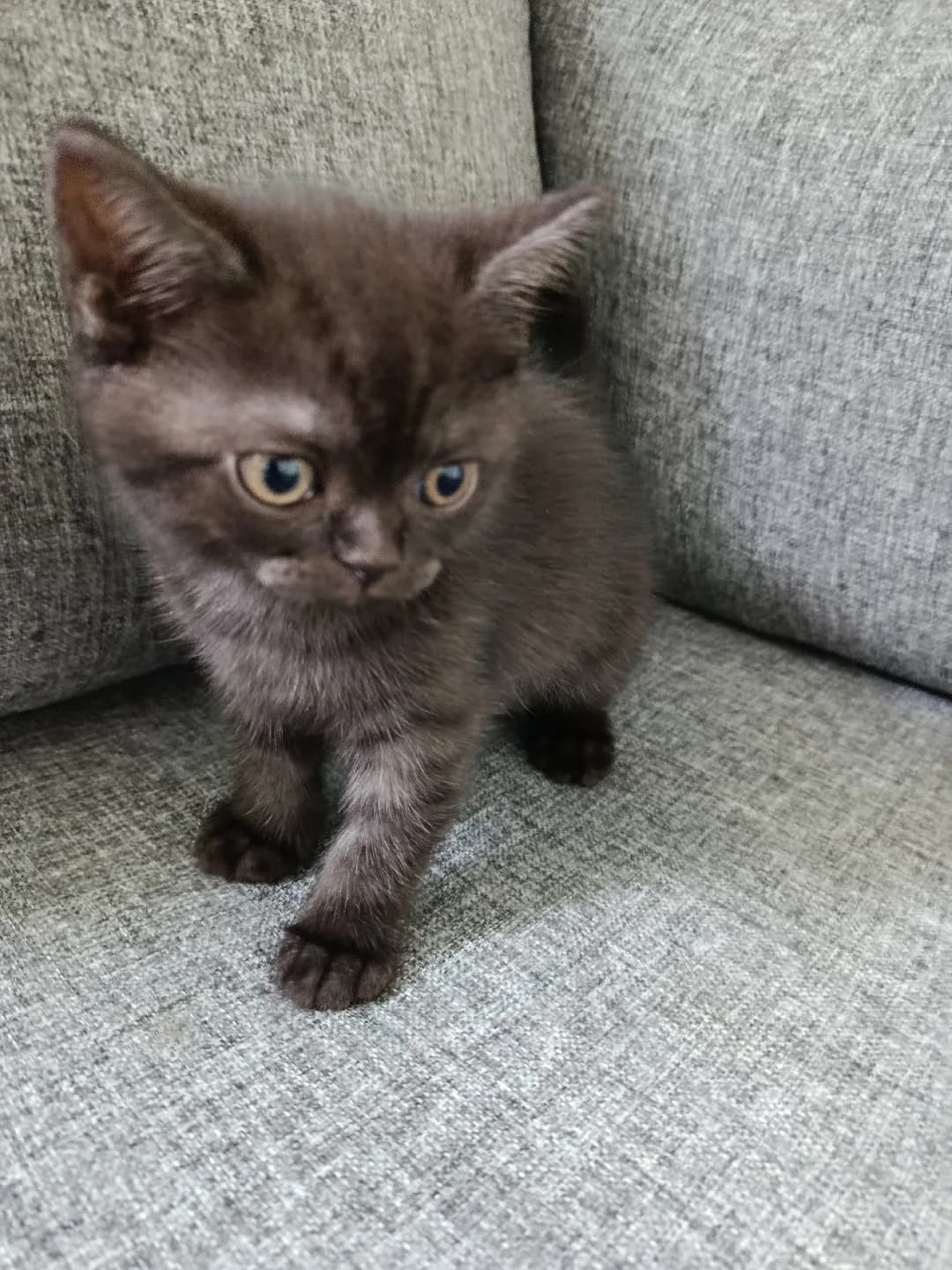 yavru kedi