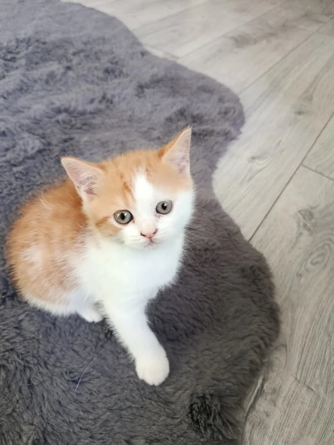 yavru kedi