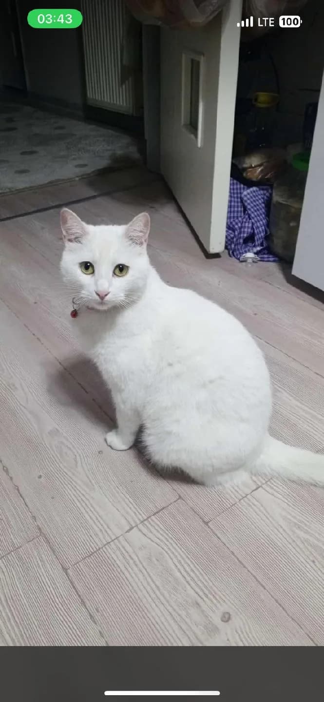 kendime kalıcı yuva arıyoruz