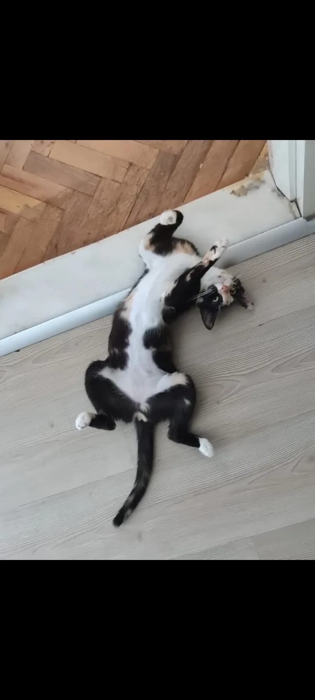 Çok Acil Sahiplendirmek İstiyorum