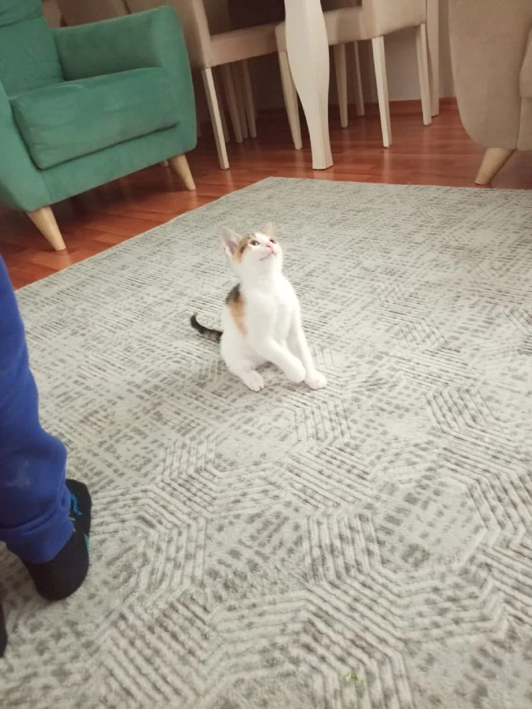 pamuğumuza yeni yuva arıyoruz