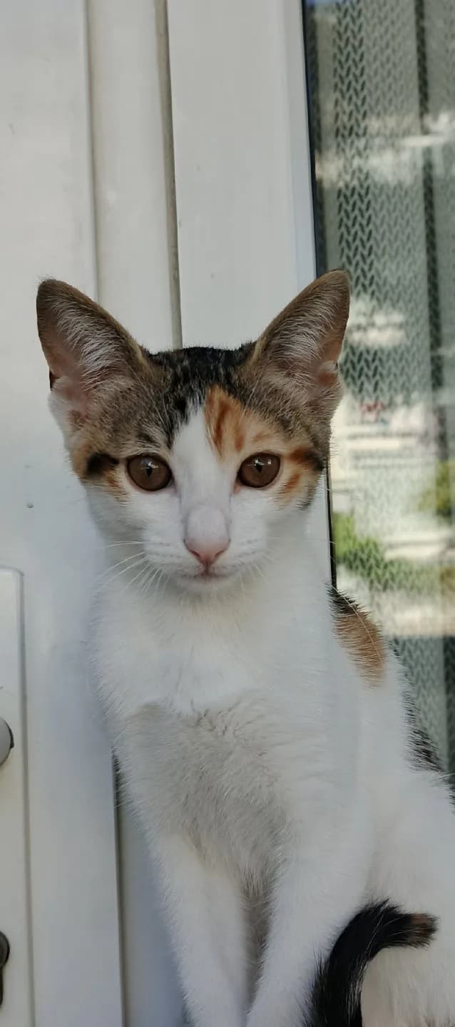 Pamuk için Acil yuva
