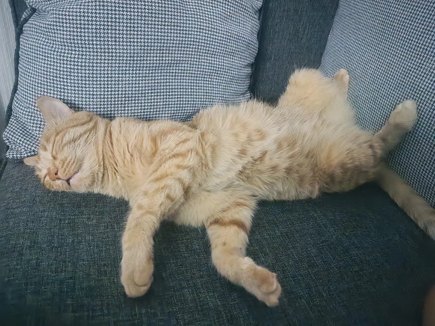 Mia kedim sahiplerime ücretsiz