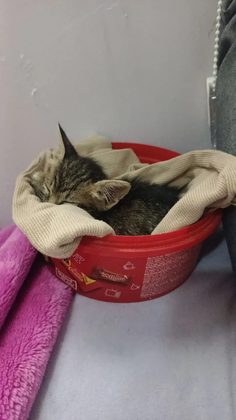 2 aylık tekir yavru kedi