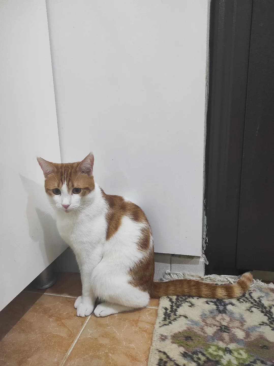 22 aylık Erkek sarman