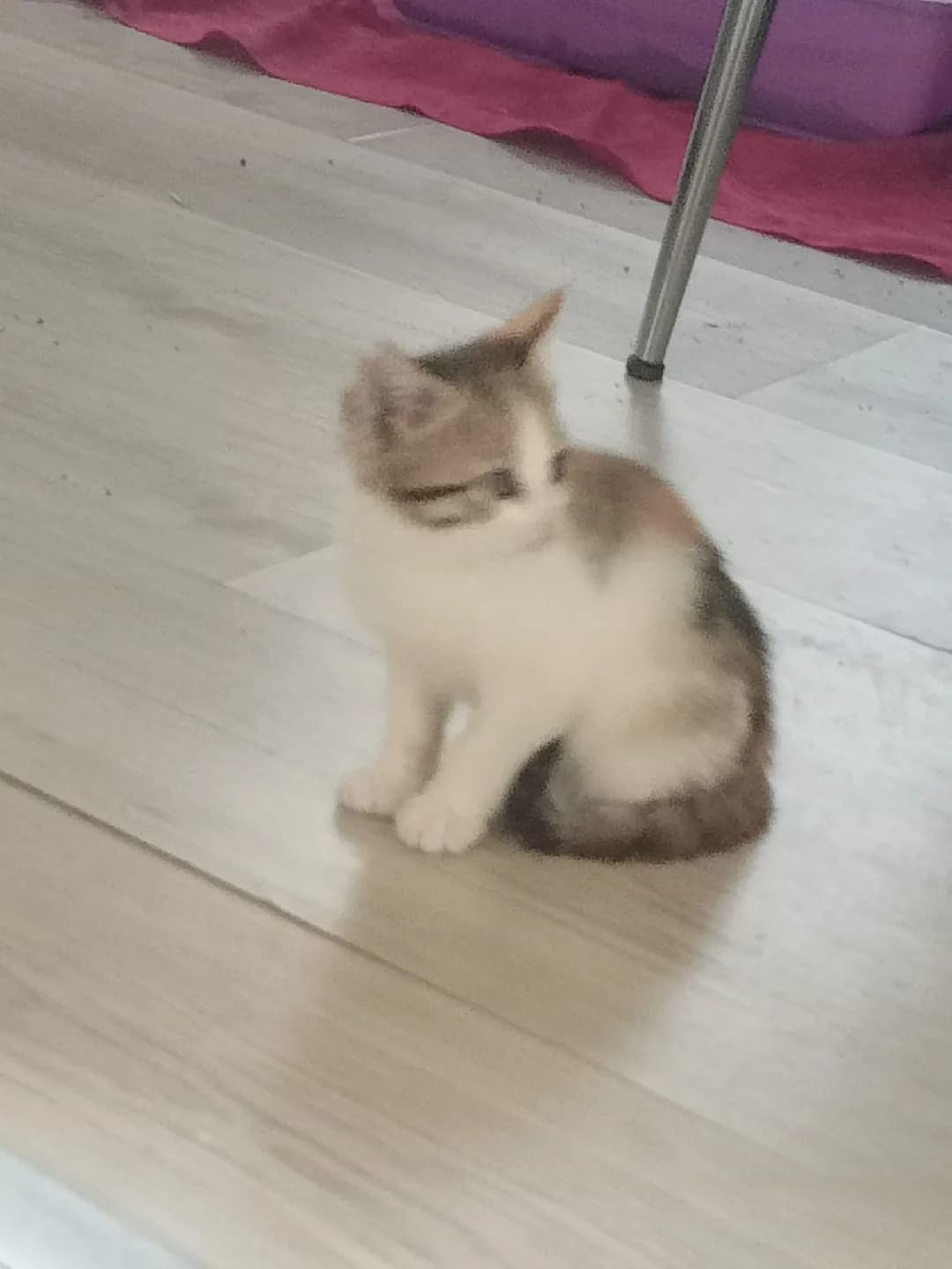 ismi henüz belli olmayan sevimli kedi