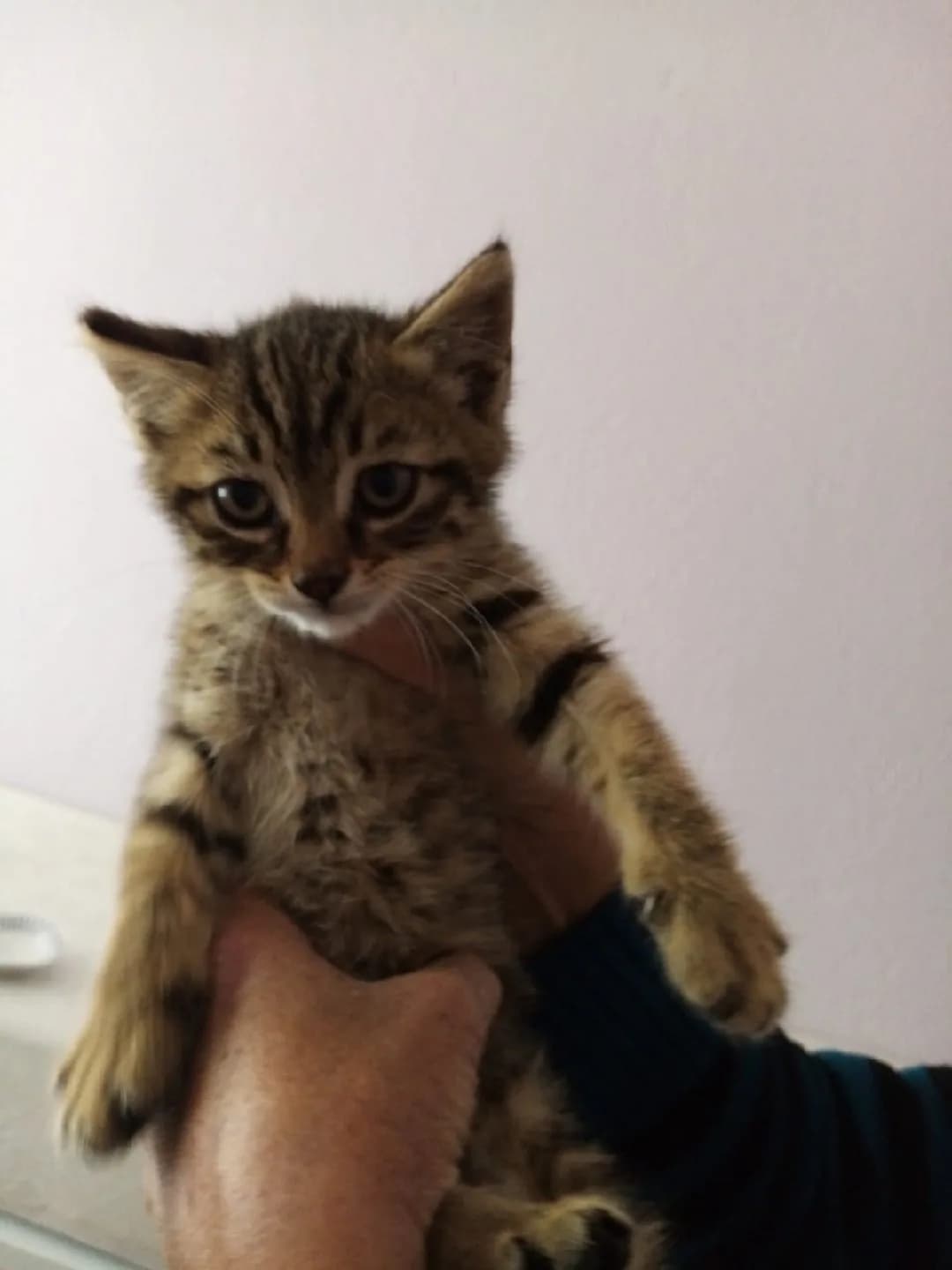 ismi belli değil