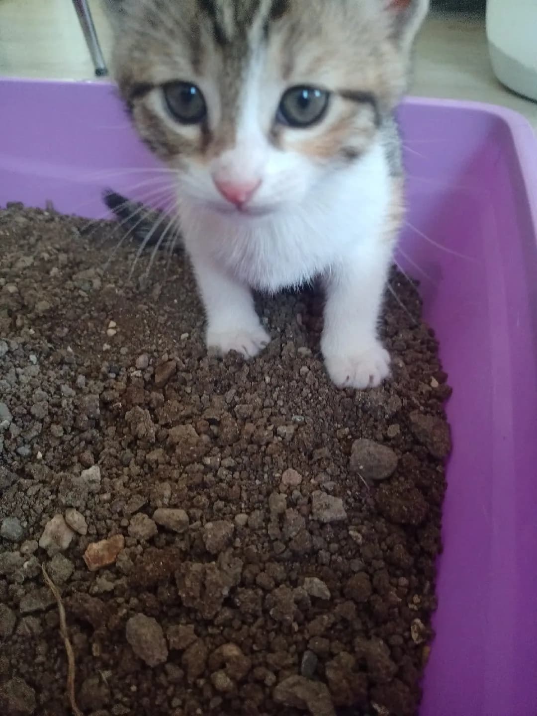 ismi henüz belli olmayan sevimli kedi