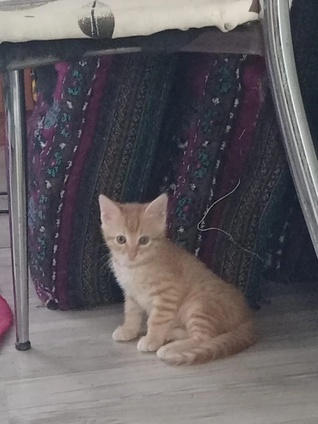 ismi henüz belli olmayan sevimli kedi