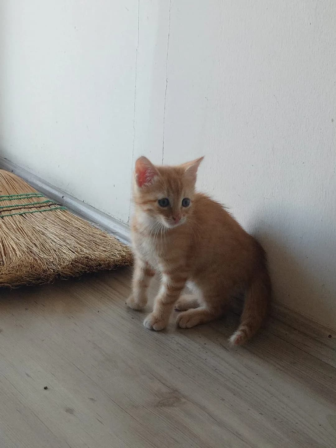 ismi henüz belli olmayan sevimli kedi