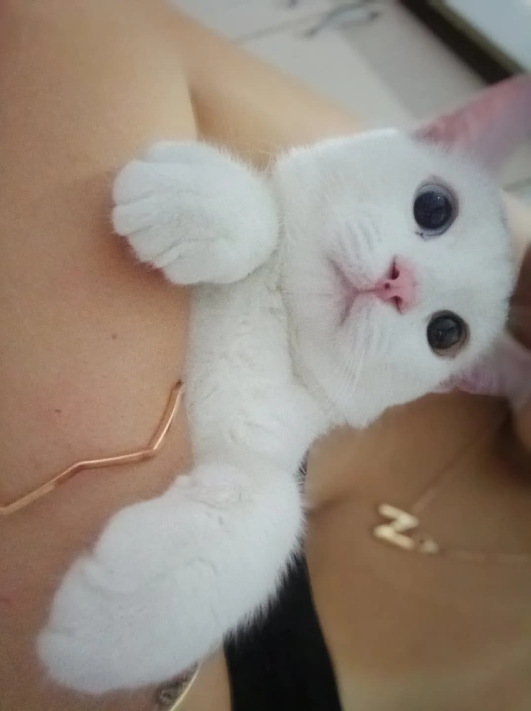acil yuva aranıyor 🐾