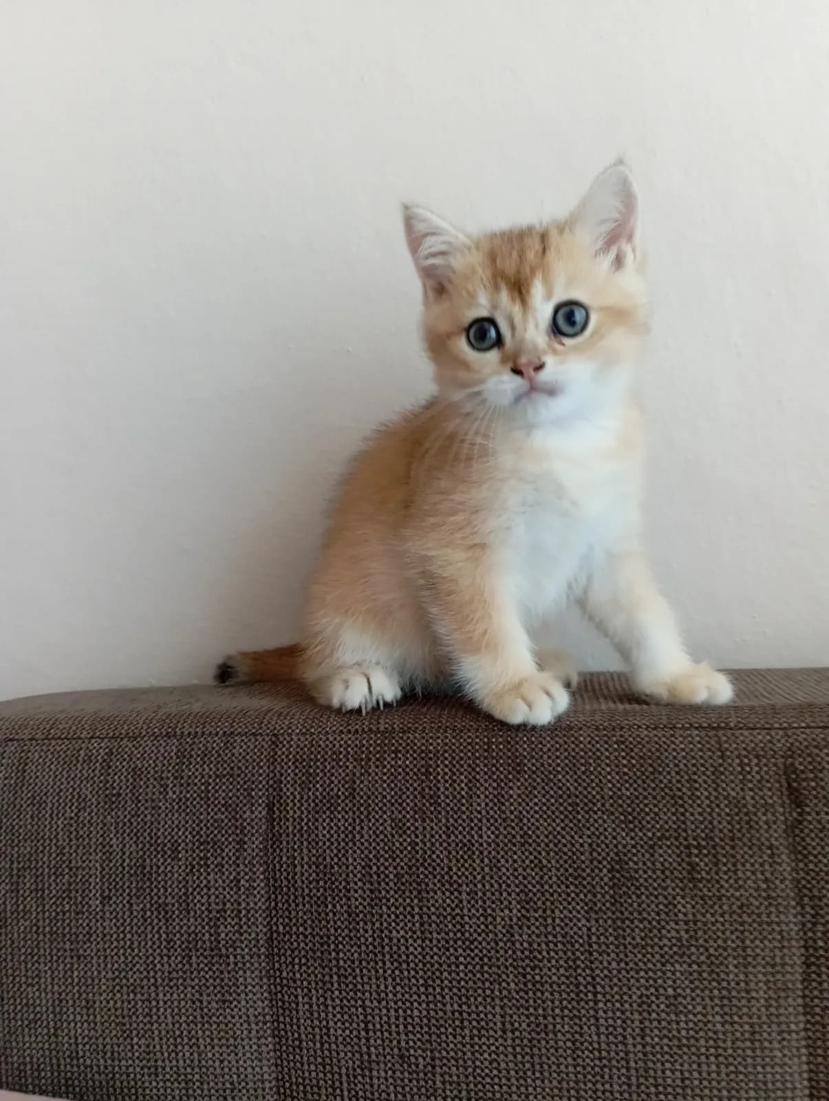 British shorthair golden NY11 NY12