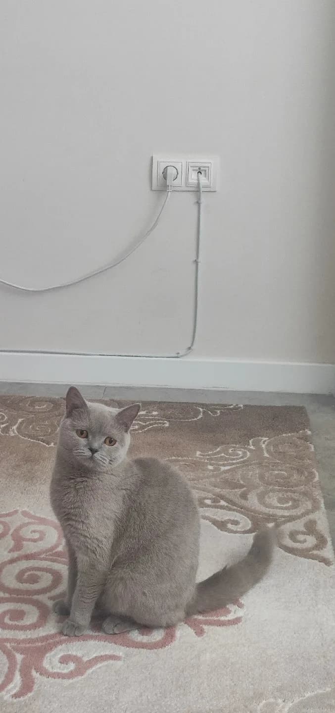 Scottish kedi