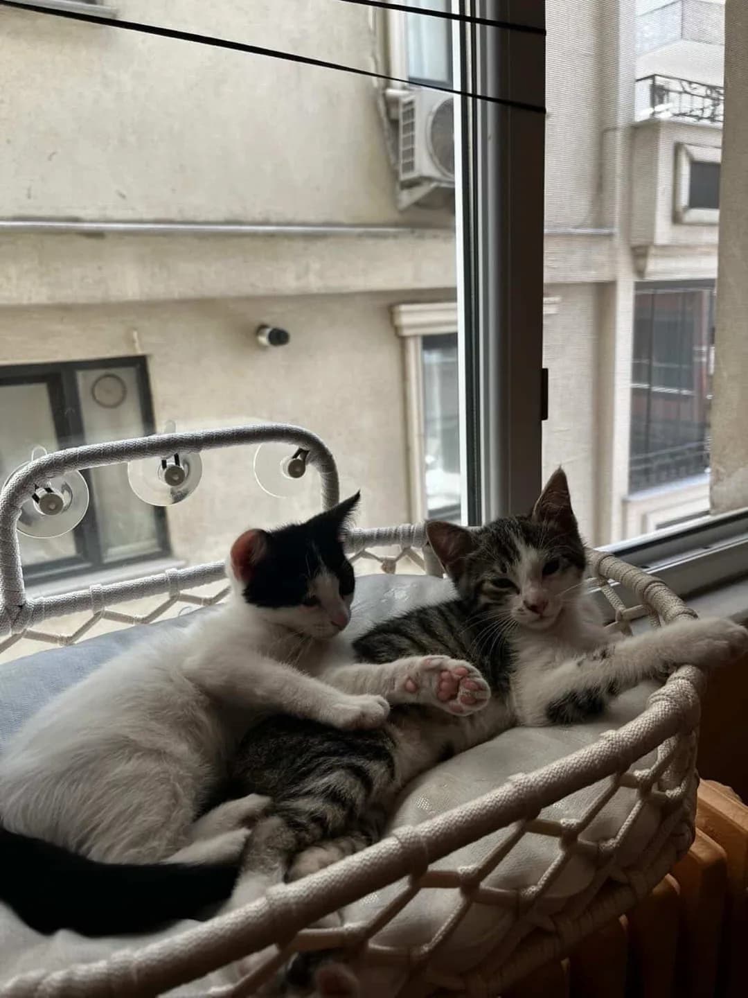 çok acil yuva arıyoruz