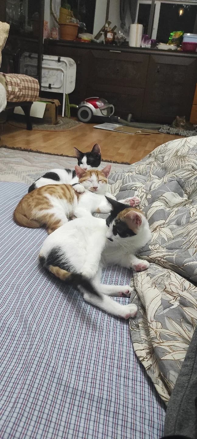 3-5 aylık yavru kediler 3 tane sahiplendirmek istiyoruz ilgilenenler dönüş yapabilir.