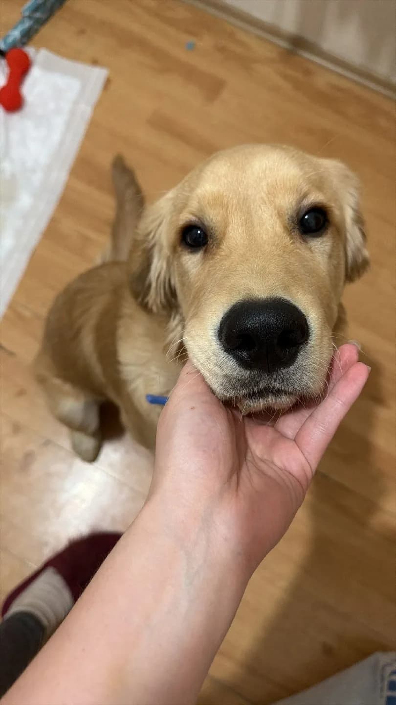 golden retriver