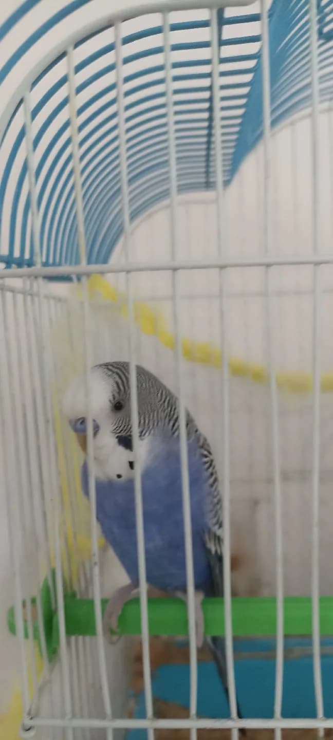 2 yaşında muhabbet kuşu