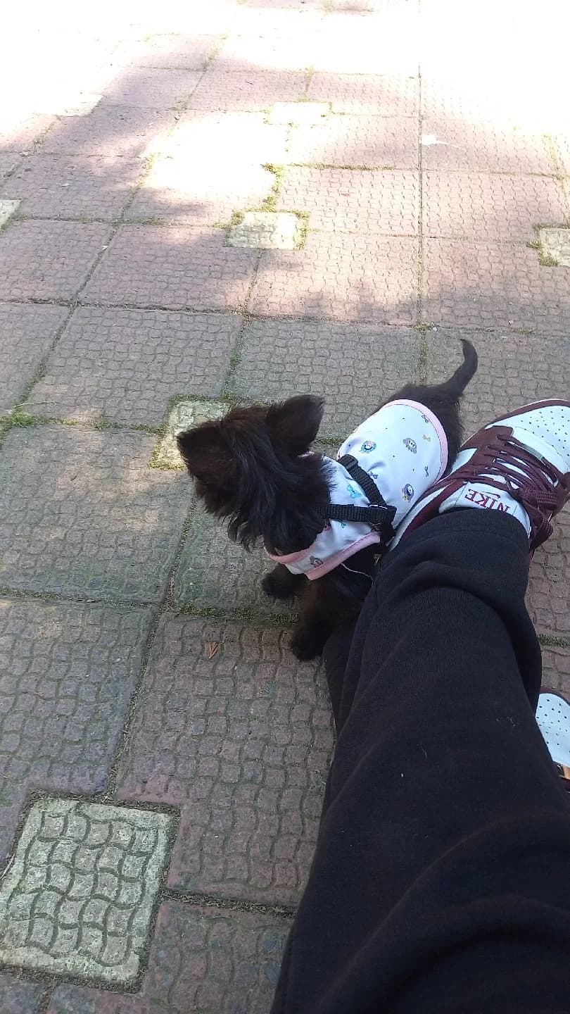 cins köpek yavru
