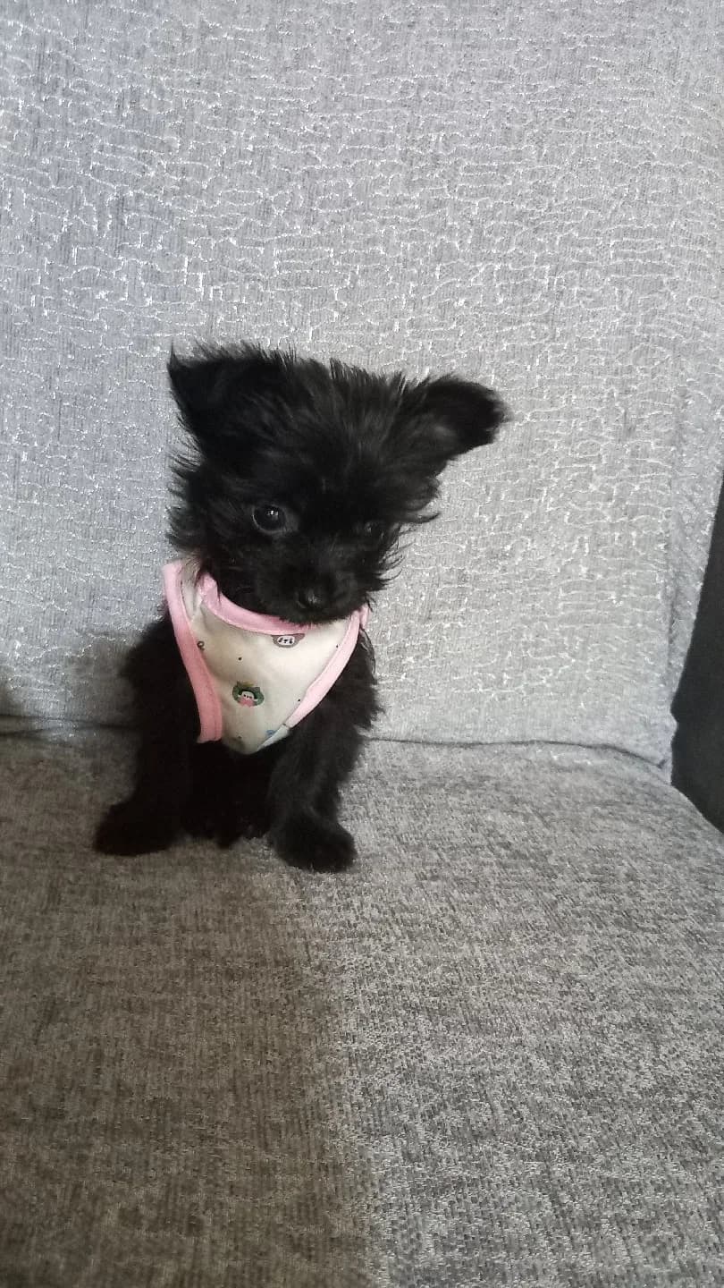 cins köpek yavru