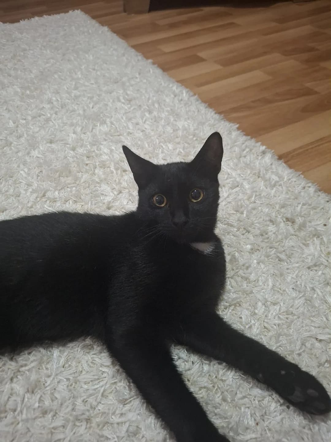 5 aylık Duman